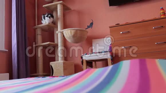 黑白可爱的活跃猫在猫屋玩玩具猫屋视频的预览图
