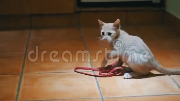 小猫在家里的地板上玩慢动作视频的预览图
