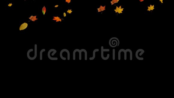 秋天落叶背景视频的预览图