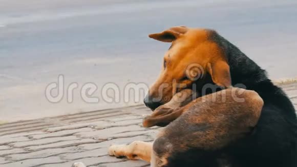 无家可归的棕黑狗躺在泰国街头视频的预览图