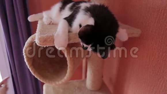 黑白可爱的活跃猫在猫屋玩玩具猫屋视频的预览图