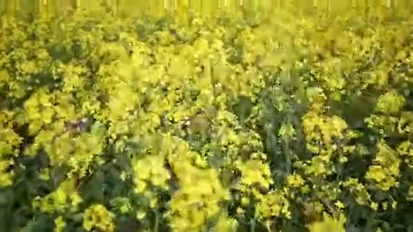 黄色油籽花在野外慢镜头视频的预览图