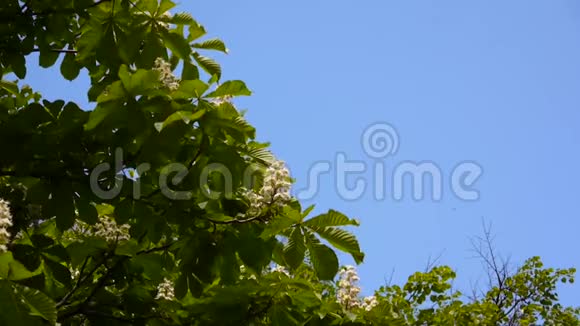 春天盛开的栗子树视频用静态摄像机拍摄视频的预览图