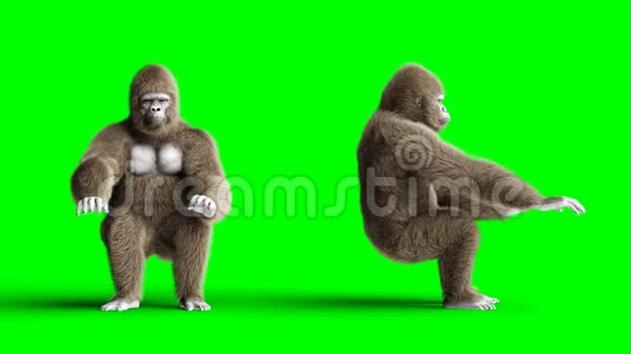 有趣的棕色大猩猩在电脑后面工作超级逼真的皮毛和头发绿屏4K动画视频的预览图