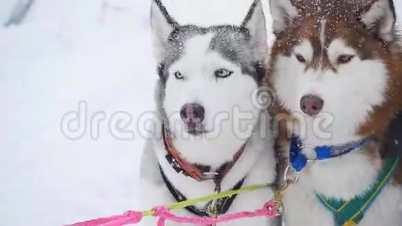 一对带着雪橇的狗准备出发视频的预览图