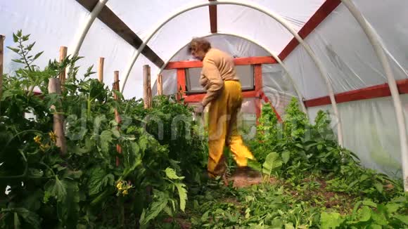 高级妇女把温室里的番茄植物绑起来视频的预览图