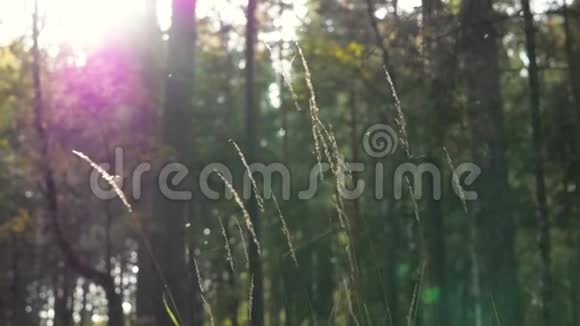 森林景观特写阳光透过树叶草地靠近视频的预览图