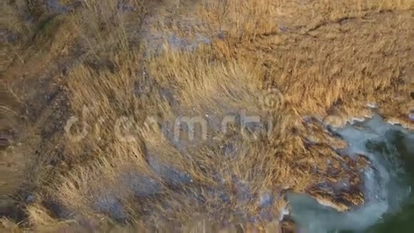 冬天的黄苇和冻河视频的预览图
