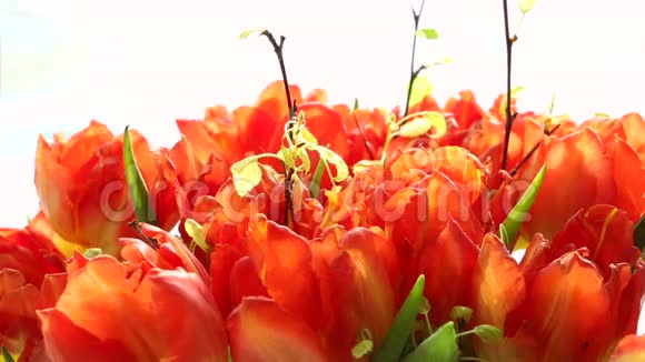 美丽的橙色郁金香花束视频的预览图