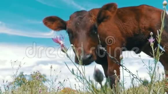 在天空背景上的草甸上的小牛草嗅着镜头慢动作视频的预览图