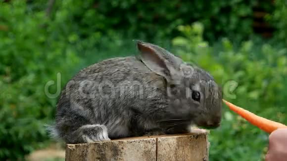 兔子喂养动物视频的预览图
