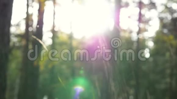 森林景观特写阳光透过树叶草地靠近视频的预览图