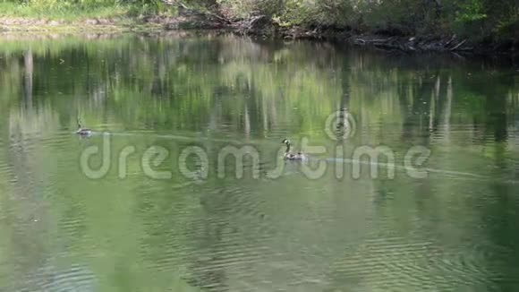 加拿大鹅在池塘视频的预览图