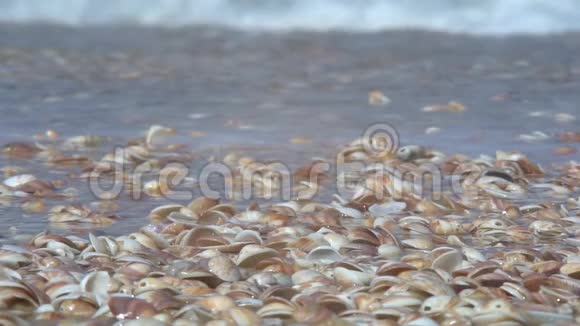 海浪带着贝壳翻过海岸视频的预览图