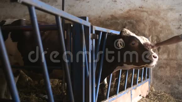 现代农场谷仓里挤牛奶吃干草视频的预览图