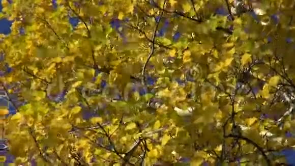 秋秋时节金叶和风拂过枝头视频的预览图