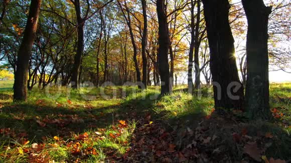 秋天公园日落视频的预览图