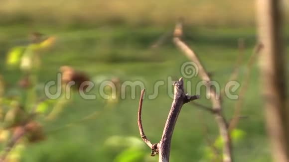 在温暖的夏日阳光下的木枝上的蜻蜓虫视频的预览图