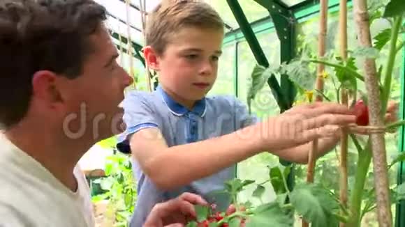 父亲和儿子在温室里收获家养番茄视频的预览图