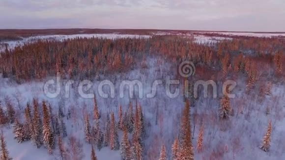 夕阳下的冬日雪树森林景观美丽的自然空中景色视频的预览图
