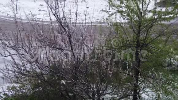 异常天气四月的春天白雪覆盖着绿树树叶和鲜花视频的预览图