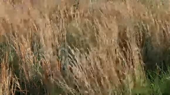微风习习的高大观赏芦苇草视频的预览图