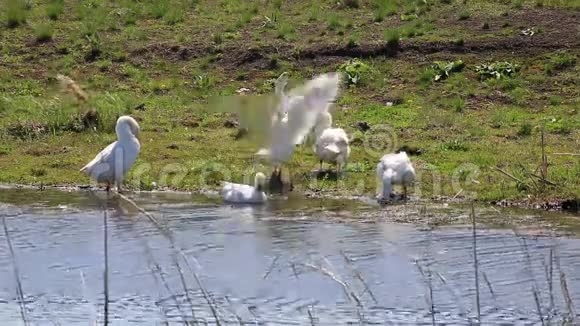白色的家鹅溅在池塘里视频的预览图