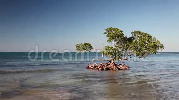 加勒比海滨红树林卡约朱蒂亚海滩视频的预览图