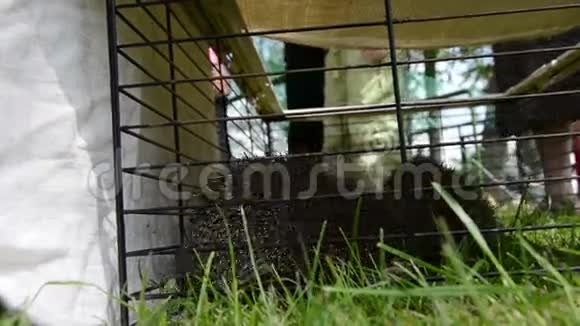 两只刺猬动物关在笼子里人们走路视频的预览图