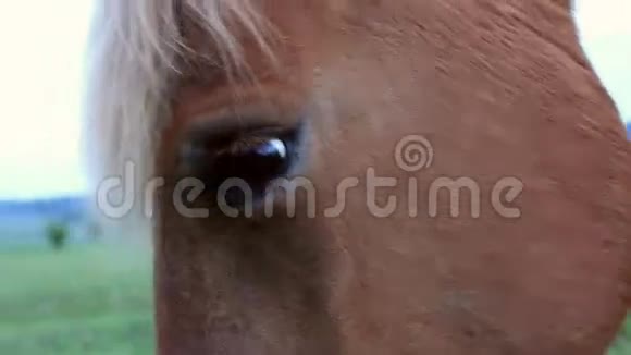 牧场里的马视频的预览图