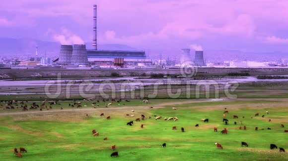 在发电厂旁边放牧的动物修饰视频的预览图
