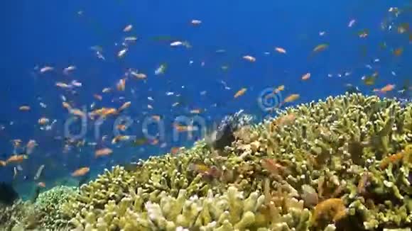 五颜六色的珊瑚礁和鱼视频的预览图