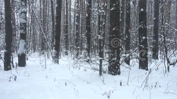 美丽的冬林中飘落的雪视频的预览图