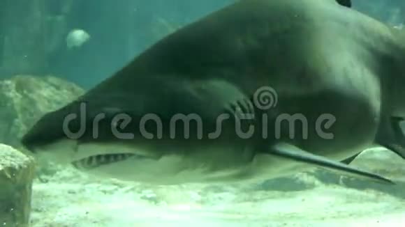 水下野生生物中的鲨鱼视频的预览图
