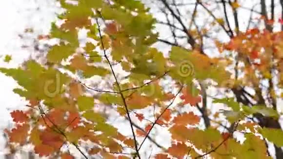 小红橡木叶子明亮视频的预览图