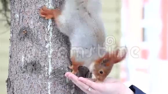 松鼠坐在松树上吃葵花籽视频的预览图