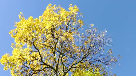 黄色的秋树视频的预览图