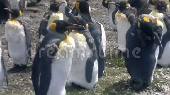 企鹅国王在志愿者点的殖民地视频的预览图