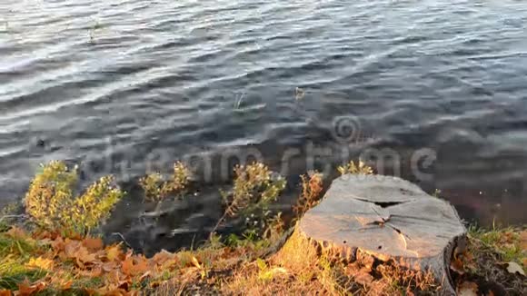 湖岸和水面上的树桩视频的预览图