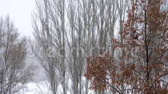 落在树上的雪视频的预览图
