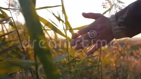 女农手触摸草小麦玉米农业上的田野映衬着美丽的晚霞Stadicam视频的预览图