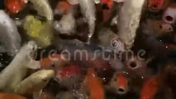 用锦鲤精心装饰的人工池塘视频的预览图