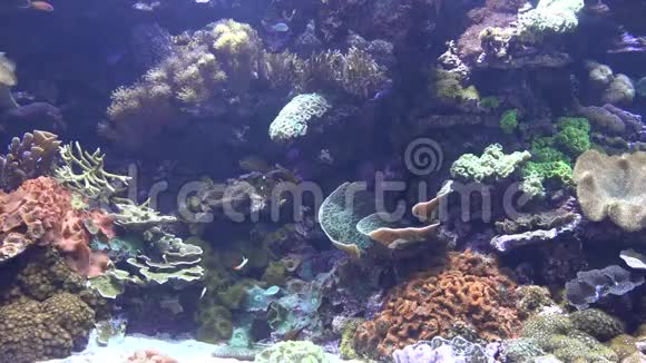 珊瑚礁里的鱼视频的预览图