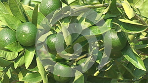 晴天绿柠檬树热带花园视频的预览图