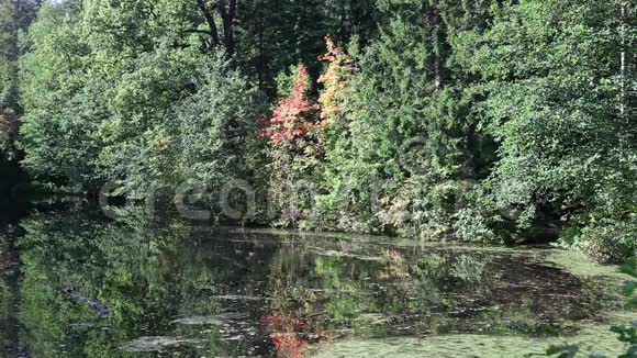 秋天的木头在河里倒映着漂浮的鸭子视频的预览图