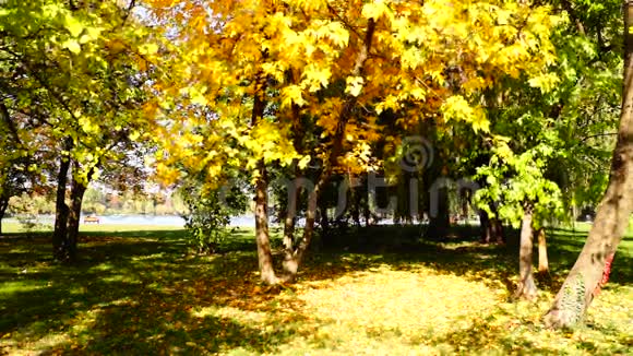 在晴朗的秋日从一棵金色的树上飘落的叶子视频的预览图