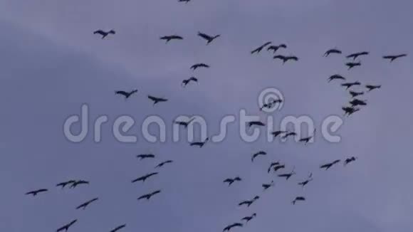 在秋天迁徙的天空中飞翔的鹤视频的预览图