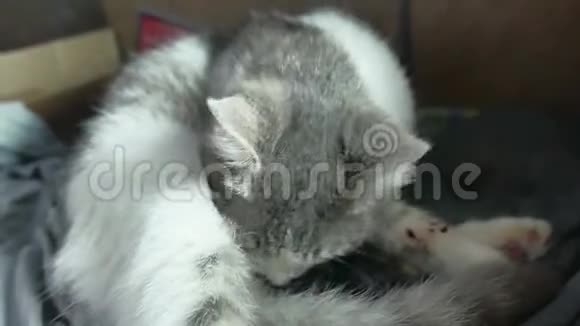母亲绒毛猫怀孕分娩和新生婴儿小猫喝牛奶的生活方式从母亲的乳房猫视频的预览图
