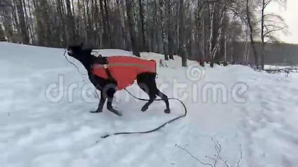 大黑狗狗在户外玩耍视频的预览图