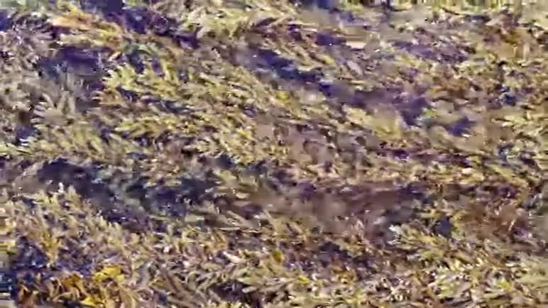 海浪拍打海岸移动藻类菲律宾视频的预览图